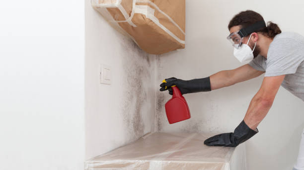 Professional Black Mold Removal technician working in Granville, IL