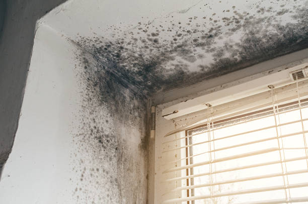 Affordable Basement Mold Removal solutions in Granville, IL
